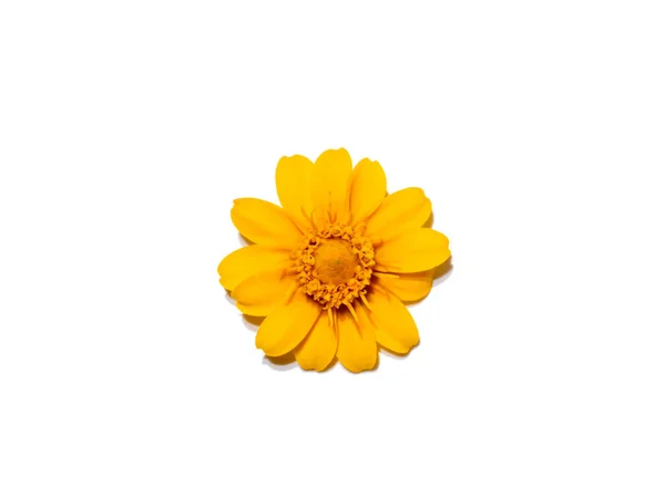 Tereyağlı Papatya Küçük Sarı Yıldız Çiçeği Beyaz Arka Planda Yumuşak — Stok fotoğraf