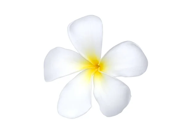 Close White Frangipani Flower Isolate White Background Clipping Path Scientific — Foto de Stock