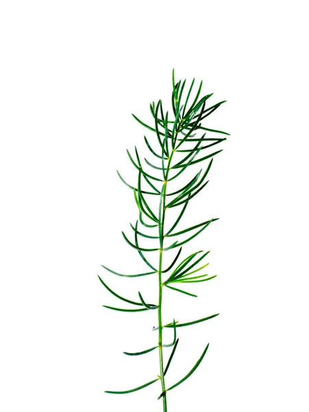 Feche Folhas Planta Shatavari Fundo Branco Nome Científico Asparagus Racemosus — Fotografia de Stock