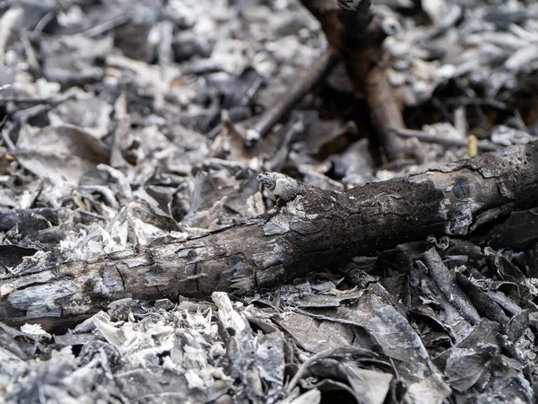 Ashes Charcoal Burning Wood — Stock Photo, Image