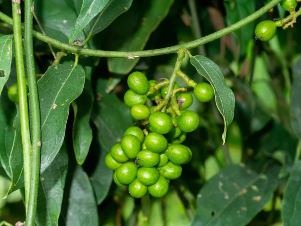 Close Green Fruit Bamboo Grass Scietific Name Tiliacora Triandra Colebr — Stock Photo, Image