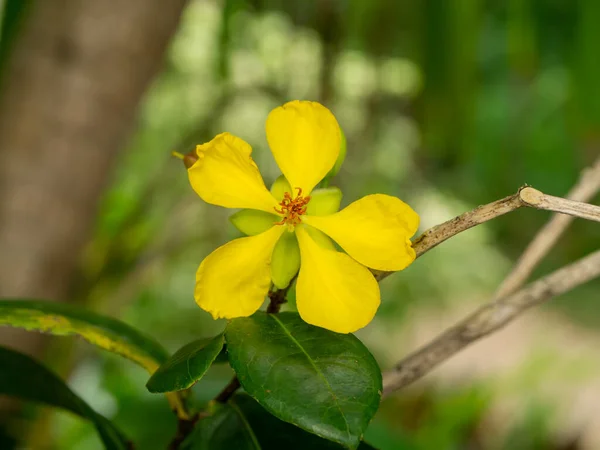 Close Yellow Flower Micky Mouse Flower Blur Background Scientific Name — Zdjęcie stockowe