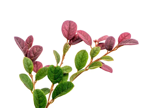 Close Chinese Fringe Leaves Chinese Witch Hazel Loropetalum White Background — ストック写真