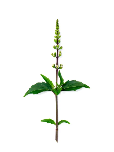 Close Cat Whisker Java Tea Misai Kuching Leaves Bloom Flower — Foto Stock
