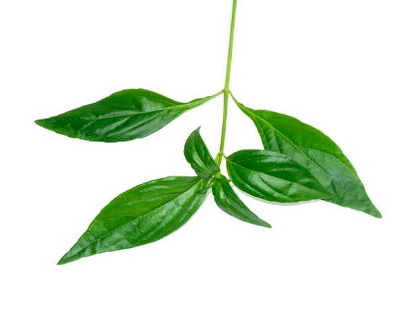 Close Creat Plant Kariyat Leaves White Background Scientific Name Andrographis — 스톡 사진