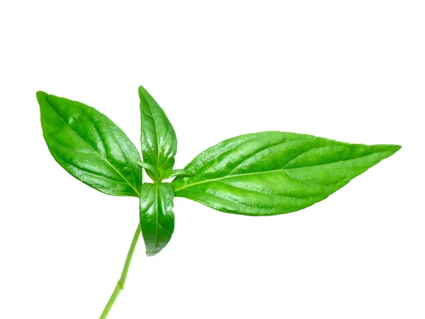 Close Creat Plant Kariyat Leaves White Background Scientific Name Andrographis — 图库照片