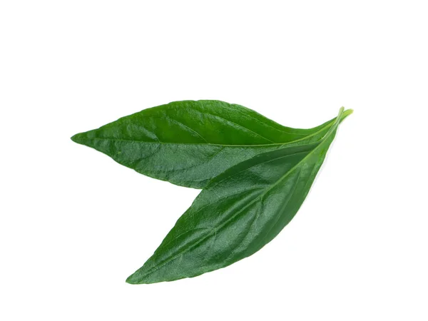 Close Creat Plant Kariyat Leaves White Background Scientific Name Andrographis — Stock Photo, Image