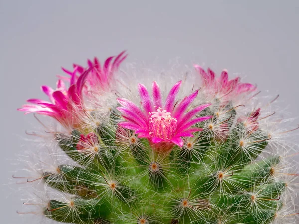 Close Cactus Plant Small Flower — 图库照片