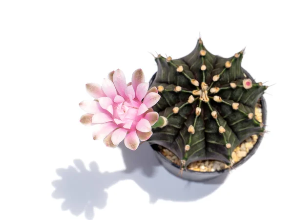 Close Pink Cactus Flower Blur Tree Soft Shadow White Background — Fotografia de Stock