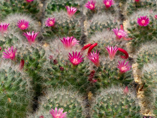 Close Small Pink Cactus Flower Tree Red Cactus Fruit — 图库照片