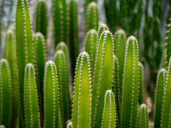 Close Green Tall Cactus Plant Blur Background — Foto de Stock