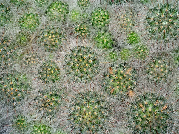 Top View Cactus Plant Cactus Hair Barbed Hook Background — Foto de Stock