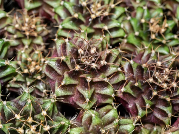 Close Group Cactus Plant Further Planting Farm — Photo