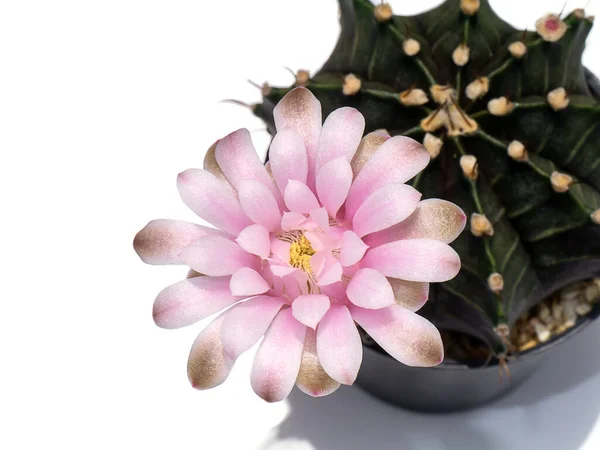 Close Pink Cactus Flower Plant White Background — Stockfoto