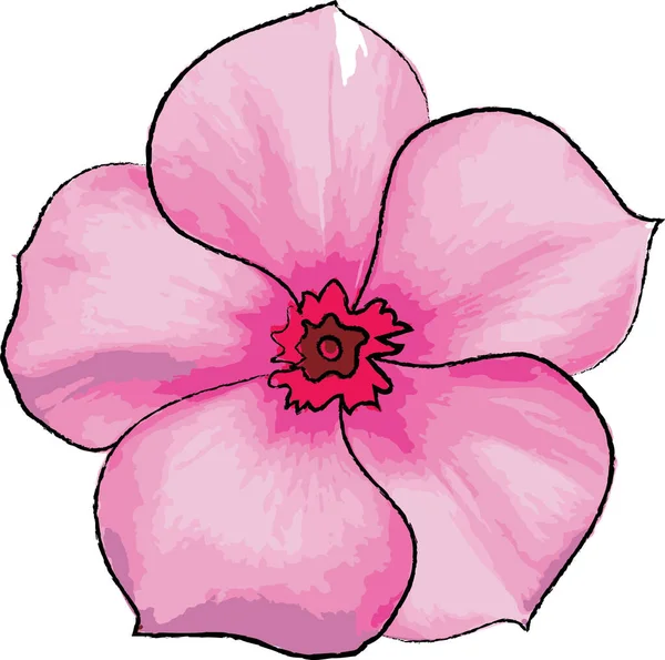 Madagascar Periwinkle flower on white background. (