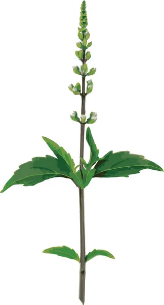 Abstract Cat Whisker Java Tea Misai Kuching Leaves Bloom Flower — Vettoriale Stock