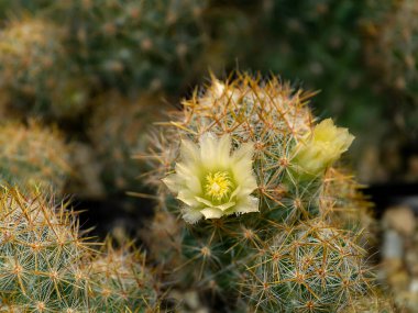 Close up small yellow cactus flower with cactus thorns on blur background.