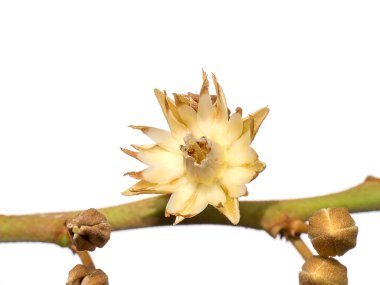 Close up flower of Spanish cherry, Tanjong Tree, Bunga Tanjung, Red Coondoo on white background. (Scientific name Mimusops elengi)