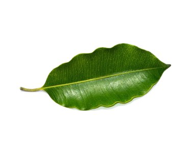 Close up leaf of Spanish cherry, Tanjong Tree, Bunga Tanjung, Red Coondoo on white background. (Scientific name Mimusops elengi)