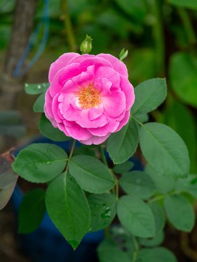 Pembe Gül çiçeğini kapatın, arka planı bulanık olsun. (Bilimsel adı Rosa Damascena)