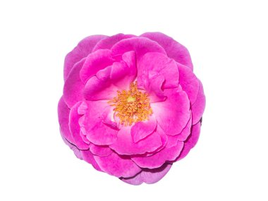 Pembe Gül çiçeğini kapat. Kırpma yolu olan beyaz arkaplanda izole et. (Bilimsel adı Rosa Damascena)