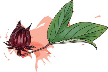 Abstract red Hibiscus sabdariffa or roselle fruit with leaf and red color spread on white background