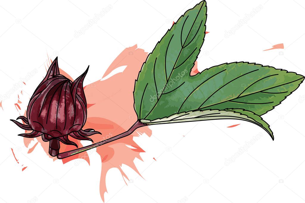 Abstract red Hibiscus sabdariffa or roselle fruit with leaf and red color spread on white background