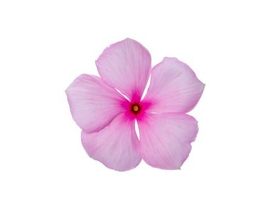 Close up Cape Periwinkle, Bringht Eye, Indian Periwinkle, Madagascar Periwinkle flower on white background with clipping path. (Scientific name Catharanthus roseus)