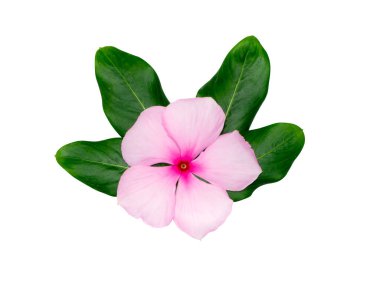 Cape Periwinkle, Bringht Eye, Indian Periwinkle, Madagaskar Periwinkle çiçeklerini kapatıyoruz. Bilimsel adı Catharanthus Roseus)