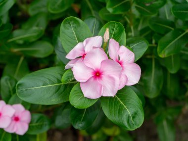 Cape Periwinkle, Bringht Eye, Indian Periwinkle, Madagaskar Periwinkle çiçeğini yaprağıyla kapatın. Bilimsel adı Catharanthus Roseus)