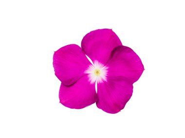 Close up Cape Periwinkle, Bringht Eye, Indian Periwinkle, Madagascar Periwinkle flower on white background with clipping path. (Scientific name Catharanthus roseus)