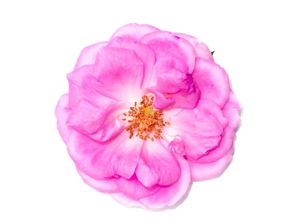Κοντινό Ροζ Τριαντάφυλλο Λουλούδι Λευκό Φόντο Επιστημονική Ονομασία Rosa Damascena — Φωτογραφία Αρχείου
