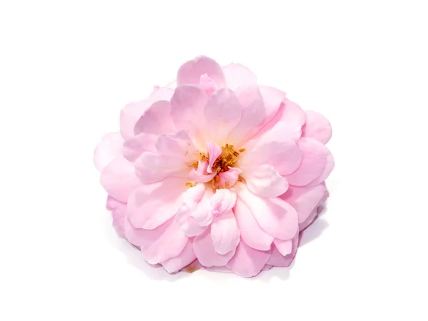 Close Pink Rose Flower White Background Scientific Name Rosa Damascena — Fotografia de Stock