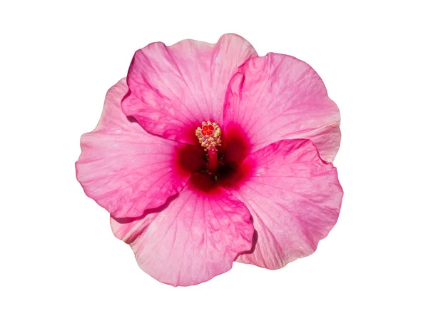 장미를 로사는 채하얀 배경에 그린다 Scientific Name Hibiscus Rosa Sinensis — 스톡 사진