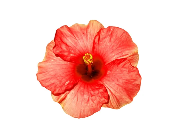 주황색의 장미를 가까이 로사는 배경에 오솔길이 Scientific Name Hibiscus Rosa — 스톡 사진