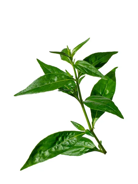 Close Creat Plant Kariyat Leaves White Background Scientific Name Andrographis — Fotografia de Stock