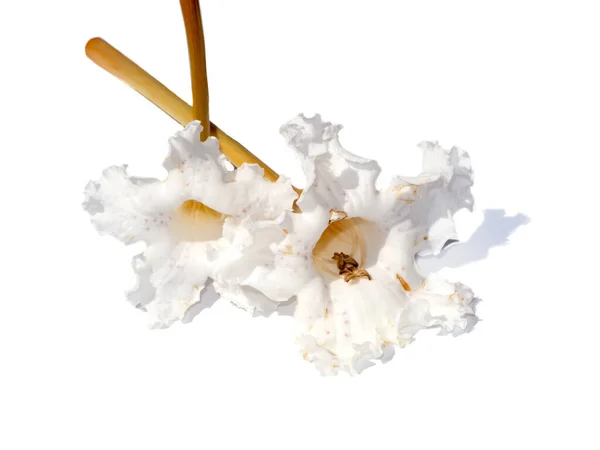 Close Trumpet Tree Flower Scientific Name Dolichandrone Serrulata Seem — Stock Photo, Image