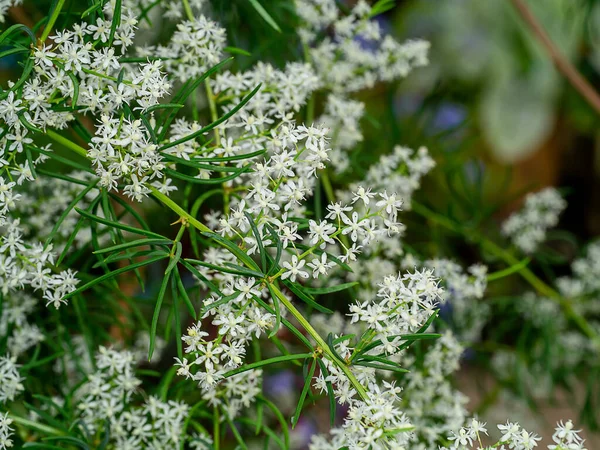 在模糊的背景下 关闭沙达瓦里植物的花朵 学名Asparagus Racemosus Willd — 图库照片