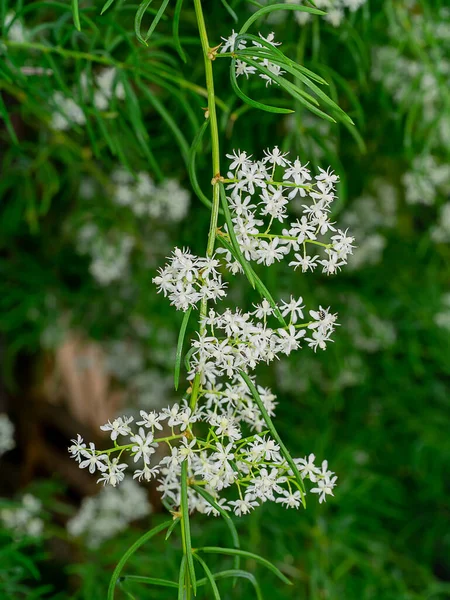 Закрийте Квітку Рослини Шатаварі Невиразному Тлі Наукове Asparagus Racemosus Willd — стокове фото