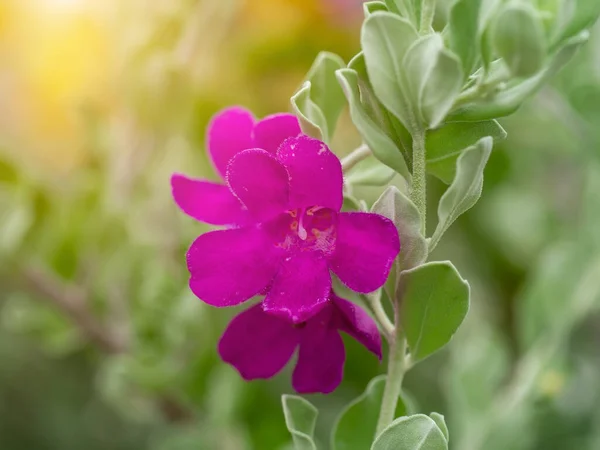 Gros Plan Frêne Baromètre Sauge Pourpre Texas Ranger Fleur Avec — Photo