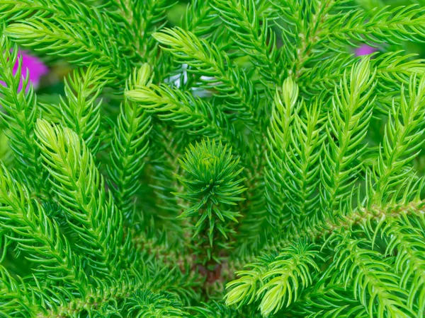 Close Folhas Recife Coral Araucaria Cook Pine New Caledonia Pine — Fotografia de Stock