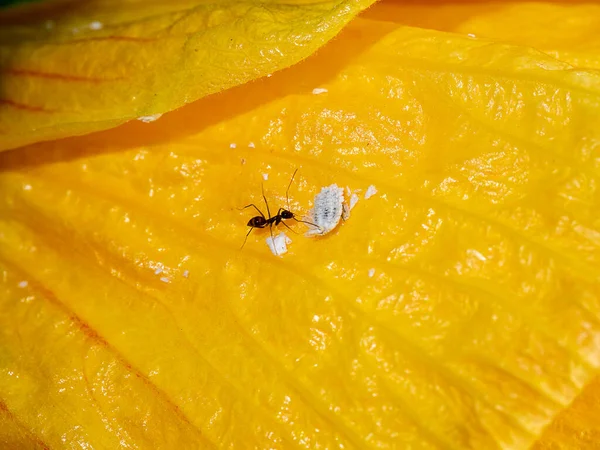 Close Black Ant Raising Striped Mealybug Yellow Flower Scientific Name — Stock Photo, Image