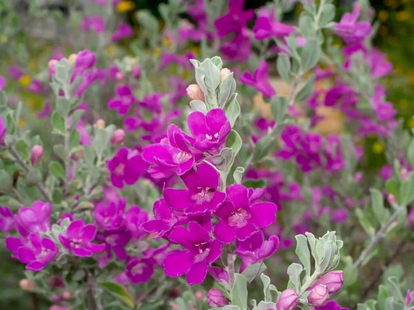 Close Ash Plant Barometer Brush Purple Sage Texas Ranger Flower — Stock fotografie