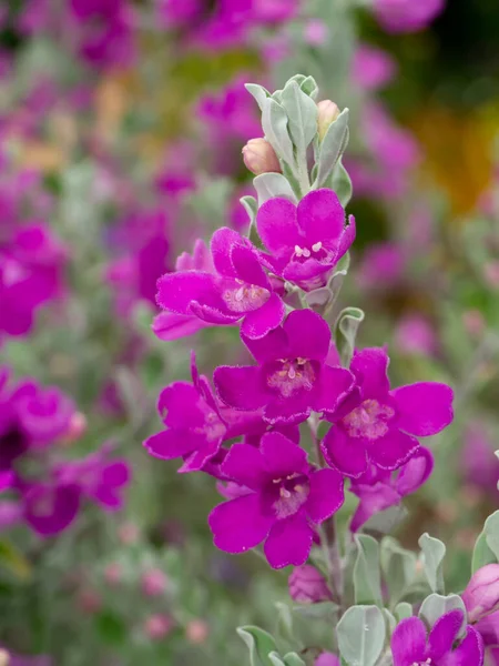 Close Ash Plant Barometer Brush Purple Sage Texas Ranger Flower — Photo