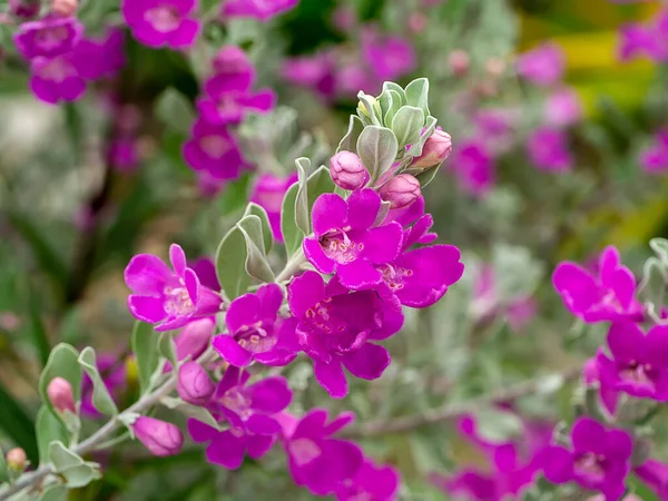 Close Ash Plant Barometer Brush Purple Sage Texas Ranger Flower — Stock fotografie
