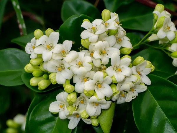 Nahaufnahme White Orange Jasmine Oder China Box Blume Mit Blatthintergrund — Stockfoto
