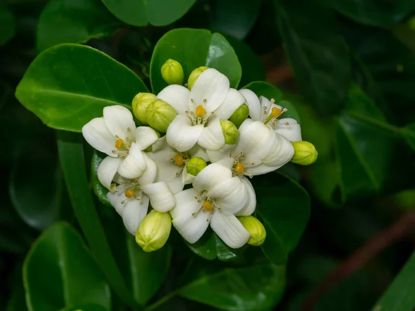 Nahaufnahme White Orange Jasmine Oder China Box Blume Mit Blatthintergrund — Stockfoto