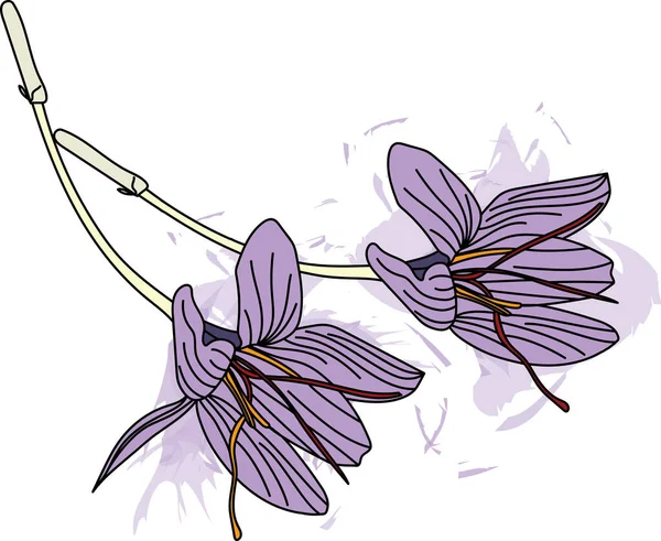 Абстрактный Цветок Шафрана Стигмой Цвету — стоковый вектор