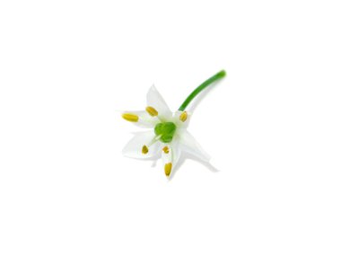 Beyaz arka planda Çin soğanı çiçeğini kapat. (Bilimsel adı Allium tuberosum)