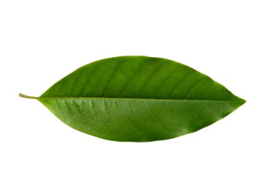 Beyaz arka planda beyaz Chempaka yaprağını kapat. (Bilimsel adı Michelia alba DC.)